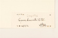 白仔菜藏品圖，第3張