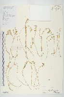 石板菜藏品圖，第1張