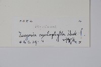 圓葉秋海棠藏品圖，第2張