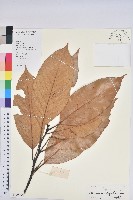 美葉石櫟藏品圖，第1張