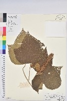 登錄號:S129371藏品圖，第1張