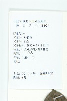 香港四照花藏品圖，第2張