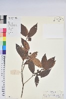 廣東杜鵑藏品圖，第1張