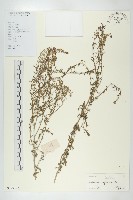 獨行菜藏品圖，第1張