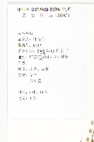 獨行菜藏品圖，第2張