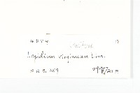 獨行菜藏品圖，第3張