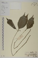 華南金粟蘭藏品圖，第1張