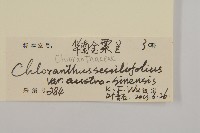 華南金粟蘭藏品圖，第3張