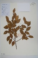 谷木葉冬青藏品圖，第1張