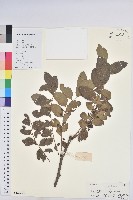 登錄號:S129398藏品圖，第1張