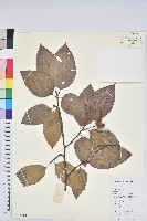 水青岡藏品圖，第1張