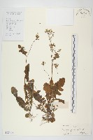 黃鵪菜藏品圖，第1張