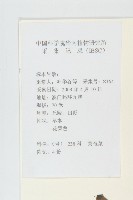 黃鵪菜藏品圖，第2張