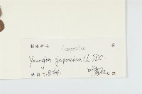 黃鵪菜藏品圖，第3張