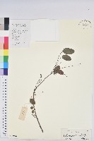 龍眼睛藏品圖，第1張