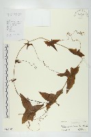 茅瓜藏品圖，第1張