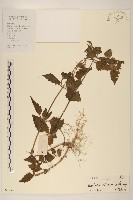 貓腥草藏品圖，第1張