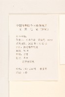 貓腥草藏品圖，第2張