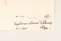 貓腥草藏品圖，第3張