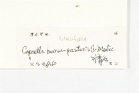 薺藏品圖，第3張