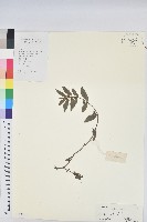 乳仔草藏品圖，第1張