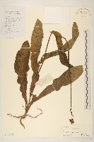 苦苣菜藏品圖，第1張