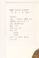 苦苣菜藏品圖，第2張