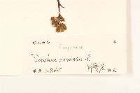 苦苣菜藏品圖，第3張