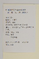 百齒衛矛藏品圖，第2張