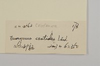 百齒衛矛藏品圖，第3張