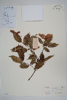 紅翅槭藏品圖，第1張