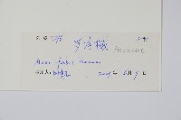 紅翅槭藏品圖，第2張