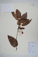 紅翅槭藏品圖，第3張