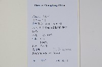 紅翅槭藏品圖，第4張