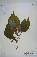 湖南鳳仙花藏品圖，第1張