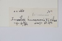 湖南鳳仙花藏品圖，第2張