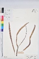 登錄號:S129430藏品圖，第1張