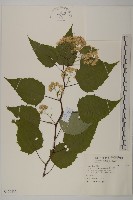 臺灣山白蘭藏品圖，第1張