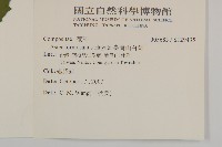 臺灣山白蘭藏品圖，第2張