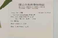 臺灣馬蘭藏品圖，第2張