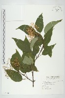 梜木藏品圖，第1張