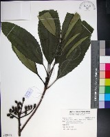 山枇杷、臺灣枇杷藏品圖，第1張