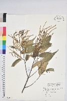 長尾尖葉櫧藏品圖，第1張