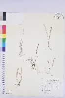 擬葉下珠、細葉油柑藏品圖，第1張