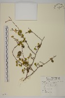 光果南蛇藤藏品圖，第1張