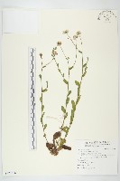 狗娃花藏品圖，第1張