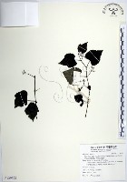 漢氏山葡萄藏品圖，第1張