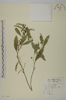 南華南蛇藤，青江藤藏品圖，第1張