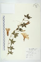 番仔藤藏品圖，第1張