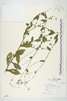 狗娃花藏品圖，第1張